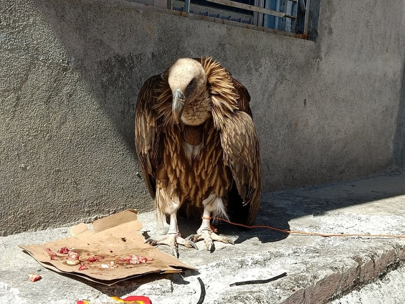 एघार दिनपछि आफै उडेर गयो खैरो गिद्ध